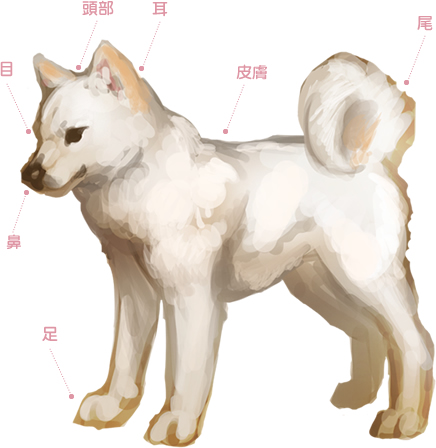 傷病に関する予防情報等 犬