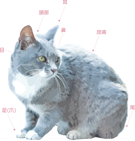 傷病に関する予防情報等 猫