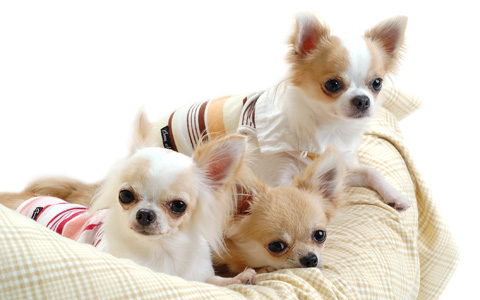 動愛法に沿った出荷規定